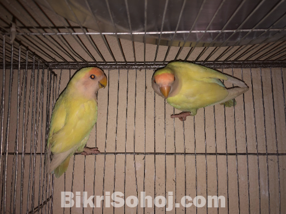 Crimino Lovebird Pair (Red Eye)